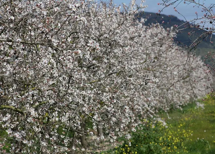 218 Casa Confitets Etv8907 By Mallorca Charme